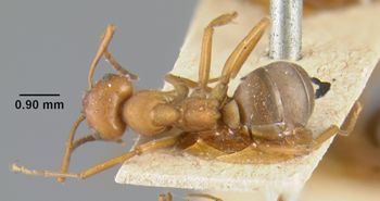 Media type: image;   Entomology 21711 Aspect: habitus dorsal view